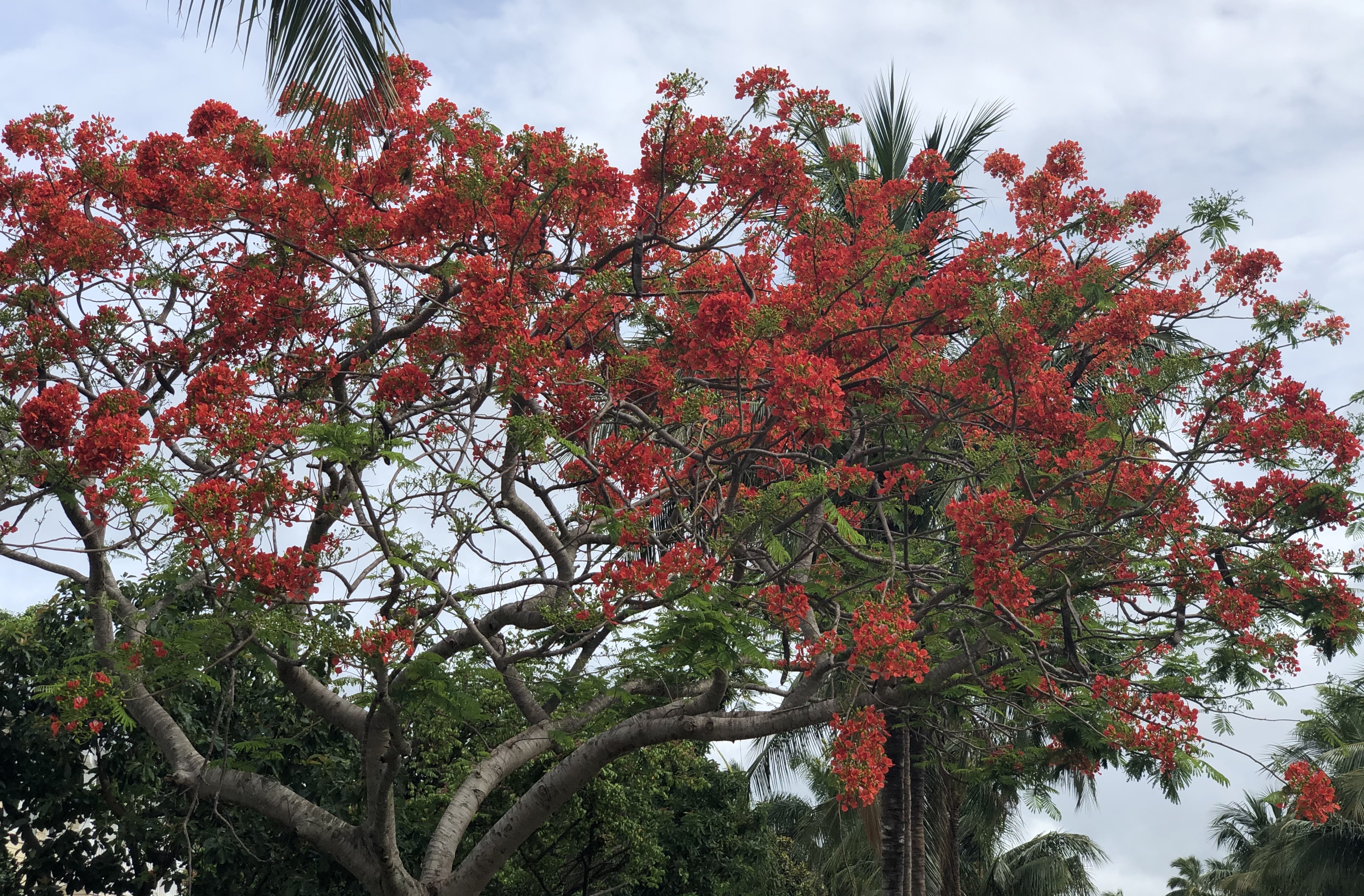 Royal Poinciana in bloom